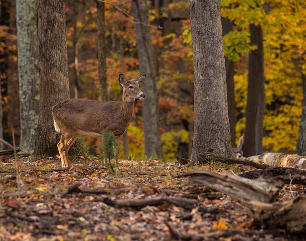 Foto ciervos de pie en el bosque durante el otoño