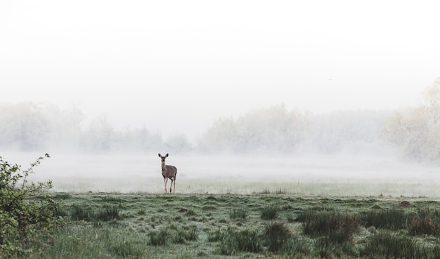 Ciervos de pie en un campo de hierba de niebla