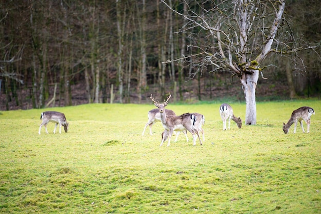 Ciervos rojos con cuernos en la primavera en el bosque negro de Alemania vida silvestre en el bosque