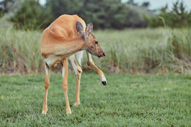 Ciervos salvajes al aire libre en el bosque comiendo hierba valiente hermosa y linda