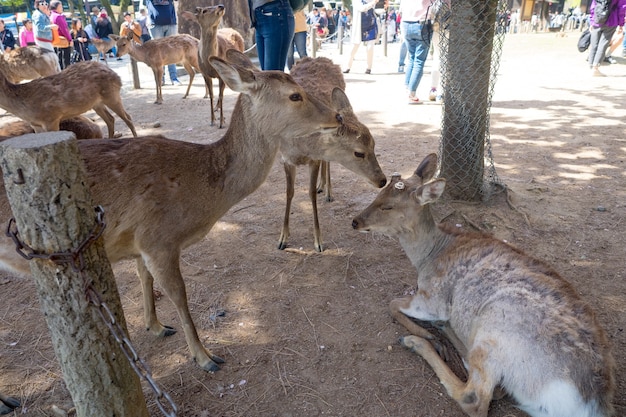 Ciervos salvajes en el parque de Nara en Japón. Los ciervos son el símbolo de la mayor atracción turística de Nara.