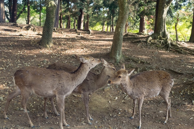 Ciervos salvajes en el parque de Nara en Japón. Los ciervos son el símbolo de la mayor atracción turística de Nara.