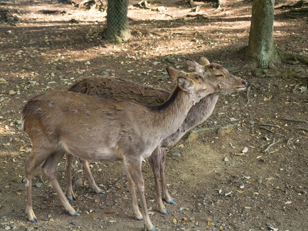 Ciervos salvajes en el parque de Nara en Japón. Los ciervos son el símbolo de la mayor atracción turística de Nara.