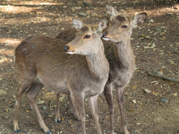 Ciervos salvajes en el parque de Nara en Japón. Los ciervos son el símbolo de la mayor atracción turística de Nara.