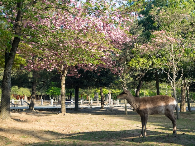 Ciervos salvajes en el parque de Nara en Japón. Los ciervos son el símbolo de la mayor atracción turística de Nara.