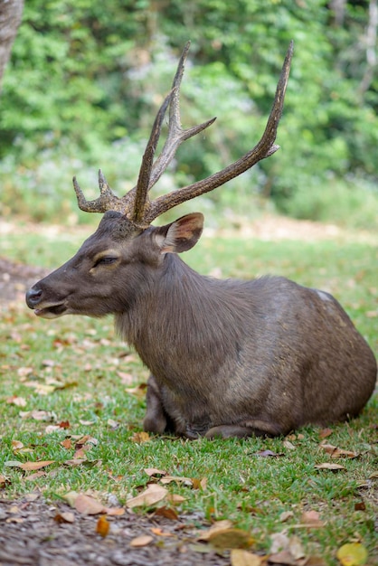 Ciervos sambar rumiantes en reserva natural