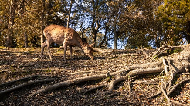 Los ciervos Sika viven libremente en un parque japonés de Nara. Un joven Cervus nippon salvaje durante la temporada de primavera. Atracción turística de Japón. Parques naturales del mundo.