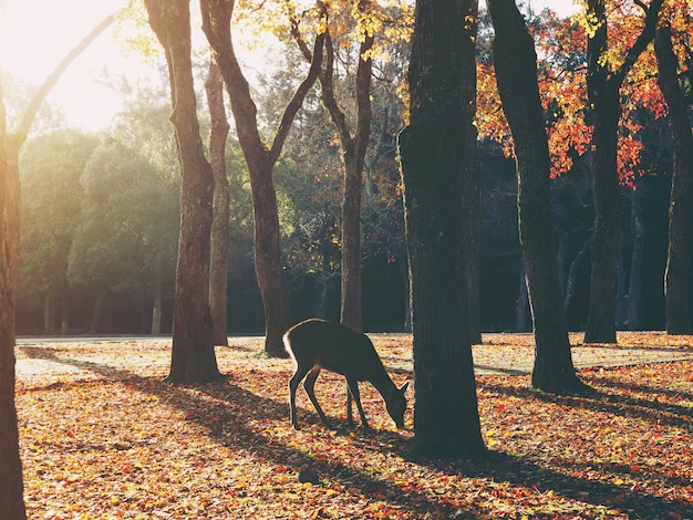 Ciervos de silueta en el bosque de otoño