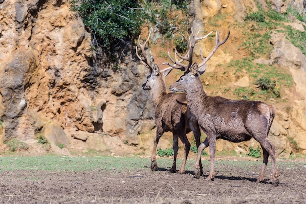 Los ciervos son los mamíferos rumiantes que forman la familia Cervidae.