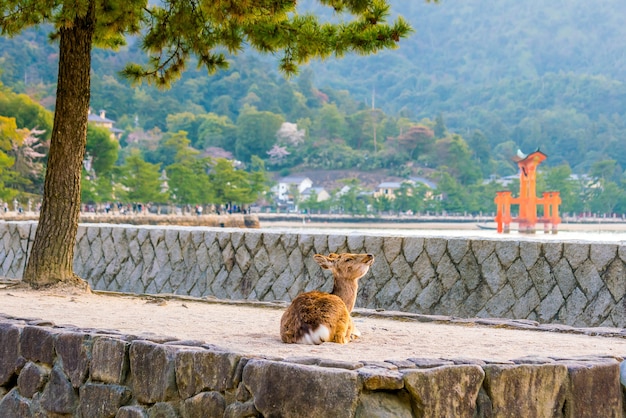 Ciervos y torii rojo en Miyajima Hiroshima, Japón