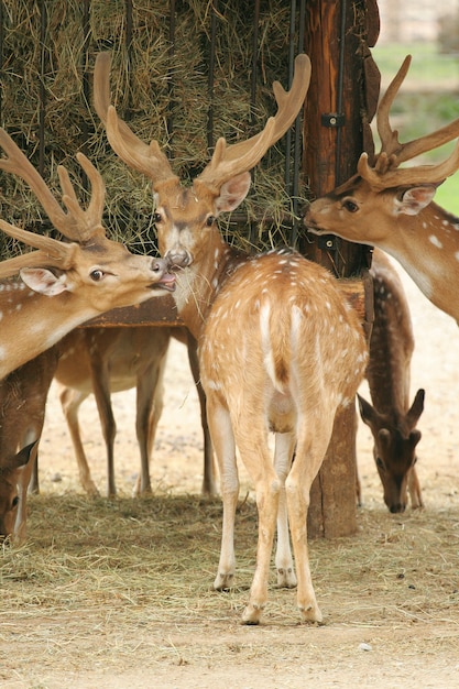 ciervos en el zoológico