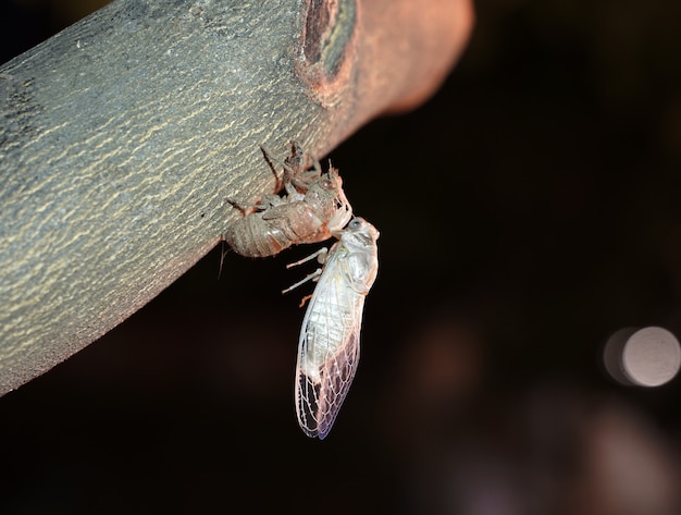 Cigarra em uma noite quente de verão em uma árvore o nascimento de uma nova cigarra jovem da larva macro high qua ...