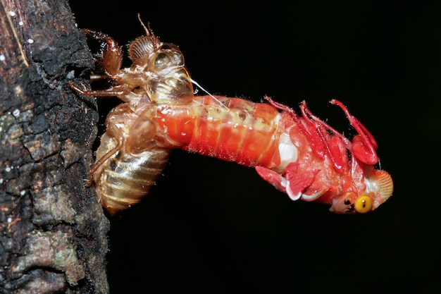 Cigarra (Hemiptera: Cicadidae) muda de pele