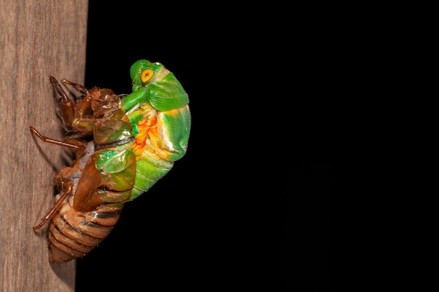 Foto cigarra muda exuvias emergentes