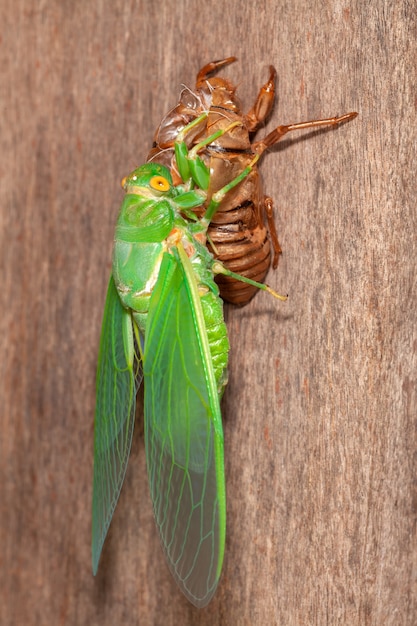 Cigarra muda exuvias emergentes