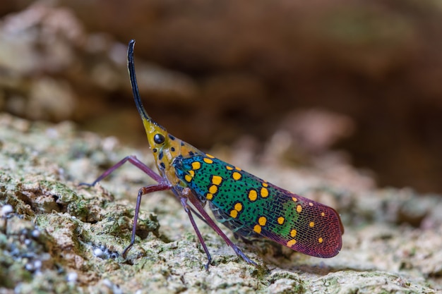 Cigarra o Lanternfly (Saiva gemmata)