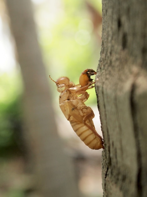 Cigarra Slough sosteniendo en un árbol