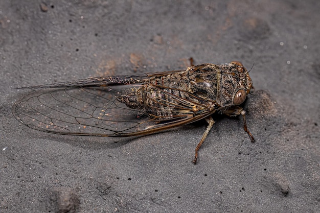 Cigarra Típica Adulta