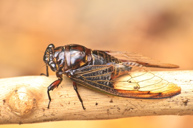 Cigarras en los árboles