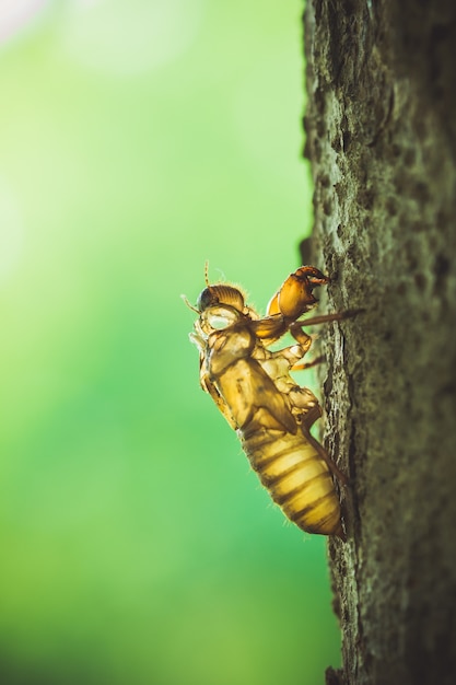 cigarras de inseto moult