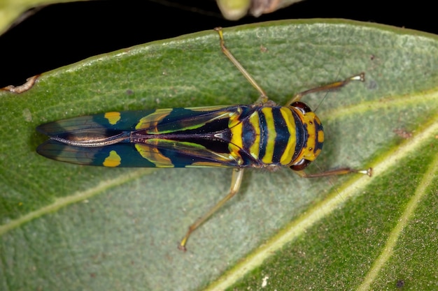 Cigarrinha adulta típica do gênero Dilobopterus