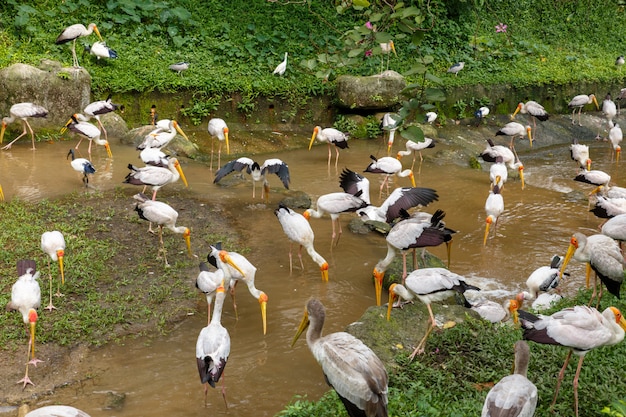 Foto cigüeña amarilla