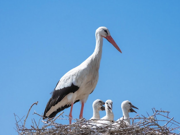 Cigüeña blanca adulta y tres crías pequeñas Zigonino que asoman la cabeza por encima del nido esperan ansiosamente la llegada del otro padre con comida en un día soleado y un cielo azul de fondo