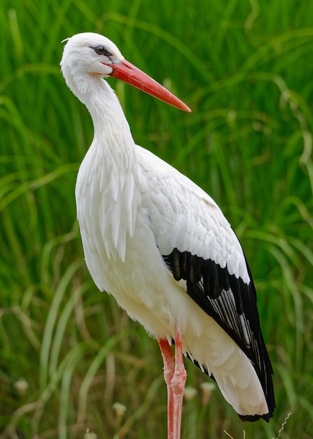 Cigüeña blanca adulta