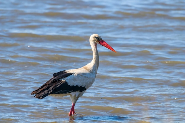 Cigüeña Blanca en Agua (Ciconia ciconia)