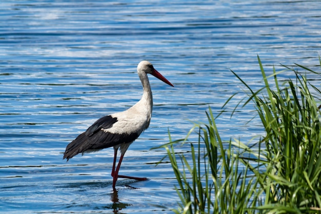 Una cigüeña blanca con alas negras en la orilla del río.