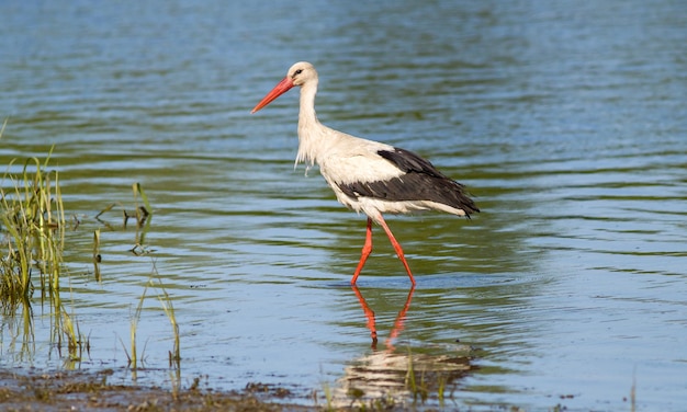 la cigüeña blanca camina a lo largo de la orilla del río