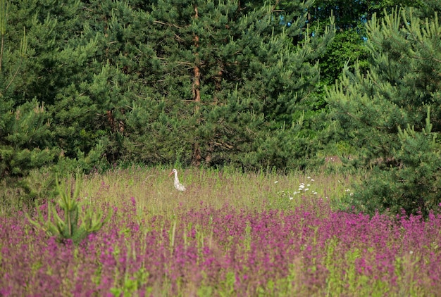 Foto la cigüeña blanca camina en un prado floreciente en busca de presa la vida de los pájaros en la naturaleza ivan el té florece en un prado entre el bosque en un día soleado de junio hermosas flores silvestres en el fondo de la naturaleza de verano