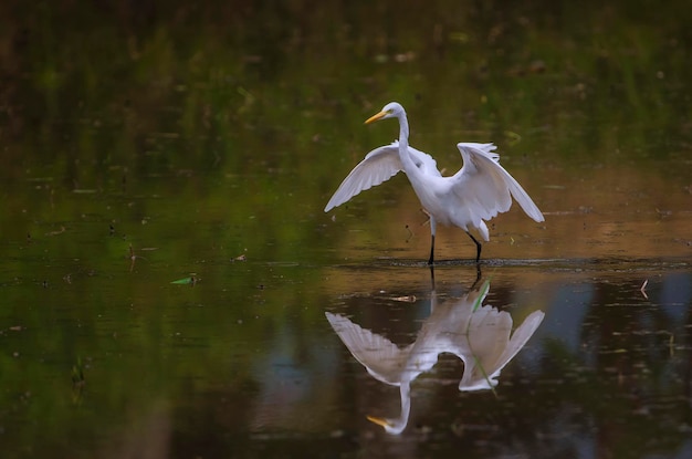 Cigüeña blanca en el campo