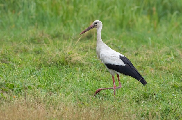 Cigüeña blanca Ciconia ciconia Un pájaro camina por la orilla del río en busca de comida