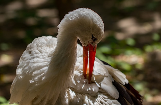 La cigüeña blanca (Ciconia ciconia). En un zoológico .