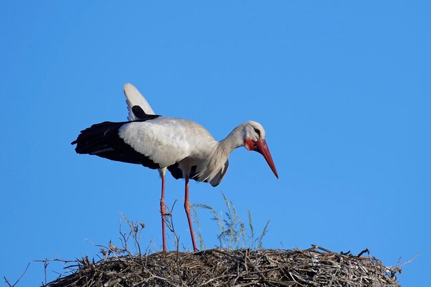 Foto cigüeña blanca ciconia ciconia