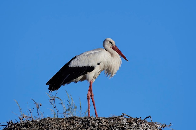 Foto cigüeña blanca ciconia ciconia