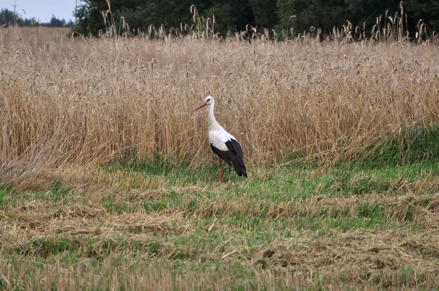 Una cigüeña blanca está de pie en el campo.