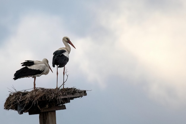 La cigüeña blanca europea Ciconia Ciconia es el símbolo de la migración de aves