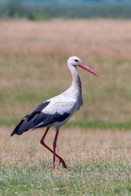 Cigüeña blanca en el hábitat de la naturaleza (Ciconia ciconia)