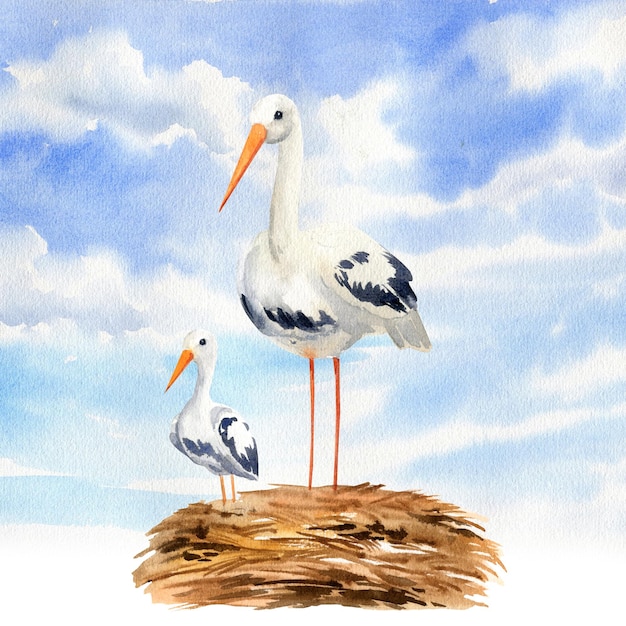 cigüeña blanca con pollito joven en el nido contra el cielo azul y las nubes pájaro volador salvaje en la vida silvestre acuarela ilustración de la vida animal boceto dibujado a mano del símbolo del nacimiento de un niño