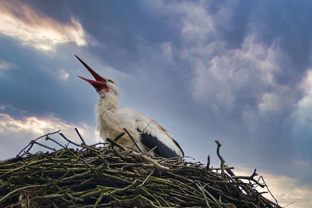 Cigüeña blanca en el sitio de anidación Ave del año 1994 en Alemania Fauna silvestre