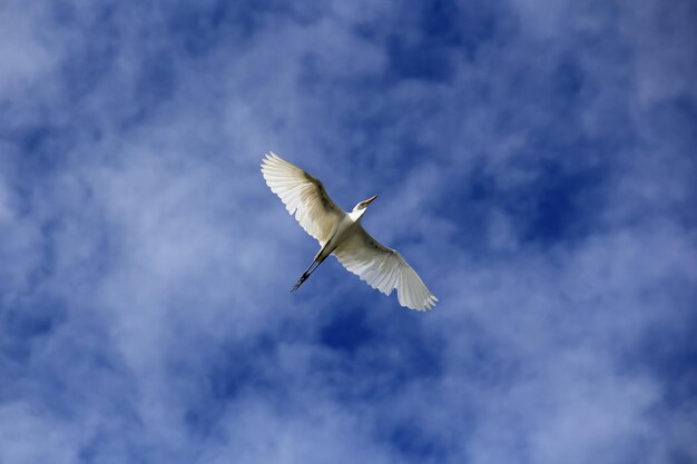 Cigüeña blanca volando en el cielo azul