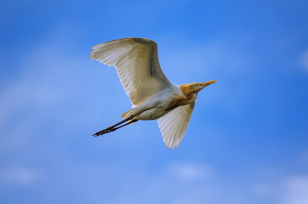 Cigüeña blanca volando en el cielo azul