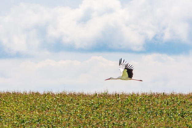 Una cigüeña blanca vuela sobre un campo agrícola Aves salvajes