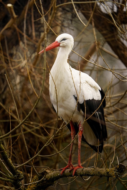 cigüeña blanca