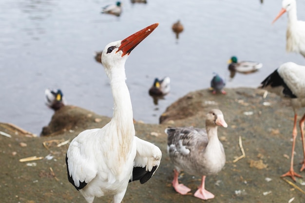 Cigüeña cerca del lago retrato de una cigüeña cigüeña come pan con su pico