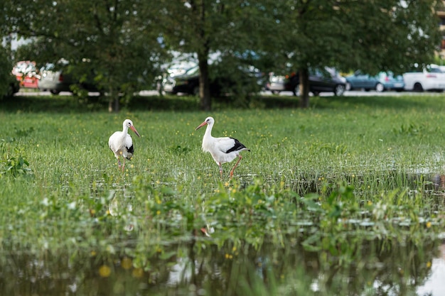 Una cigüeña europea blanca de pie en un campo con hierba verde