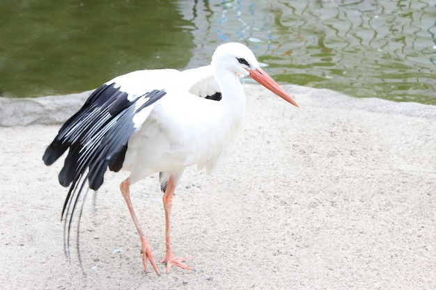 Cigüeña extendiendo sus hermosas alas blancas