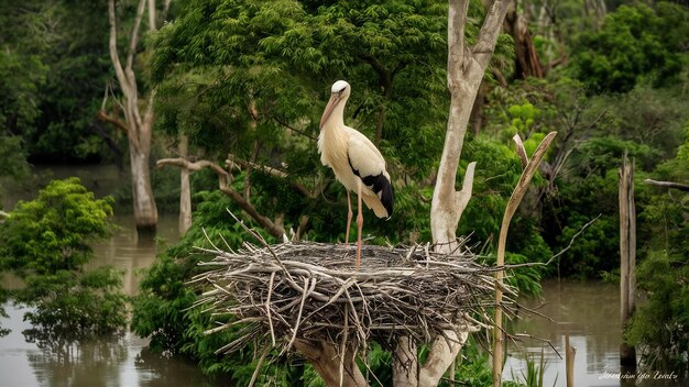 La cigüeña jabiru en el nido en lo alto del árbol seco en el pantanal brasileño